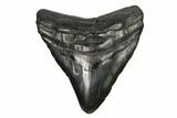 4.80" Fossil Megalodon Tooth - South Carolina - #168230-1